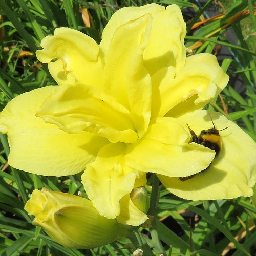 ein weiteres Foto der Tagliliensorte Double Gardenia